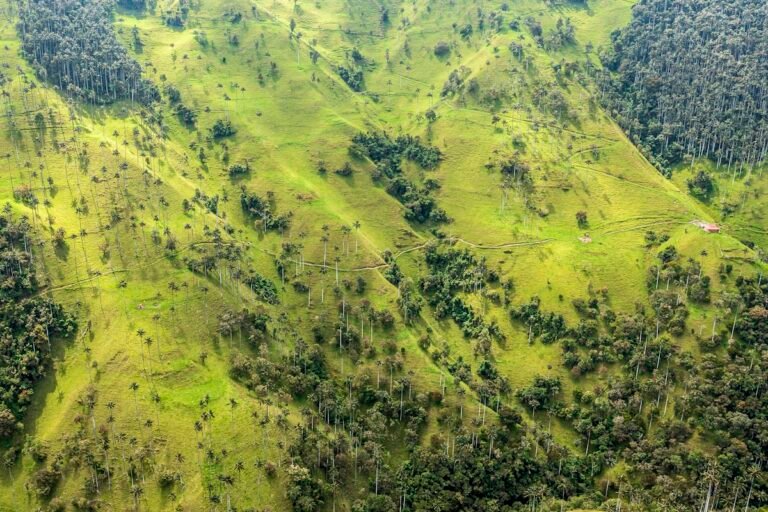 Eje Cafetero Complete Guide: Colombia's Coffee Region