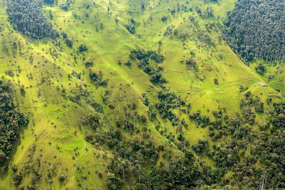 Eje Cafetero Complete Guide: Colombia's Coffee Region