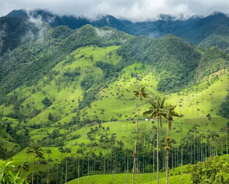 Cocora Valley wax palms