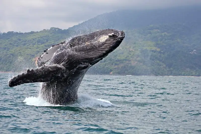 Humpback whales Nuqui
